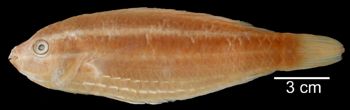 Media type: image; Ichthyology 14565